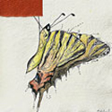 butterfly-01